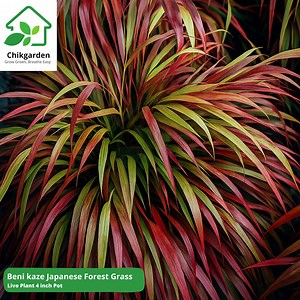 Dwarf Australian Weeping Willow Bonsai Plant: (1) Live Cutting, Bare Root, Fast Growing - Etsy