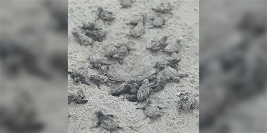 Sea turtle nesting season ends on Holden Beach, volunteers await hatching of remaining nests