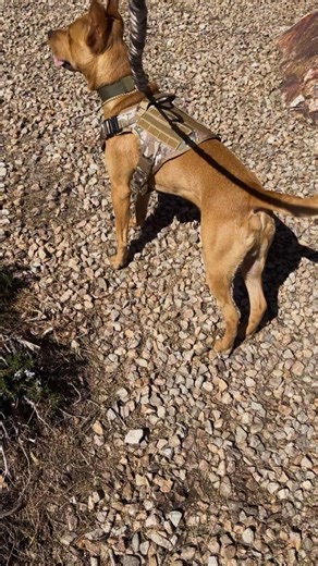 D’Bo the lean machine in spring/summer training! #cwhite #bsd #bullherderpuppy