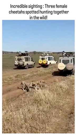 viralsnap_hub on Instagram: "The post highlights a rare sighting of three female cheetahs hunting together in the wild, an event described as "incredible" due to the species' predominantly solitary female behaviour. Female cheetahs usually hunt alone after separating from their mothers at around 18 months, but related females—such as siblings or aunts—may form temporary coalitions to pursue larger prey, as noted in observations by the Cheetah Conservation Fund. Shared on 13 February 2025 by @Ken