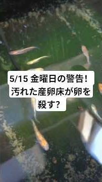Warning for Friday, May 15th! Dirty spawning beds can kill eggs? #medaka #medakabreeding #myway #...