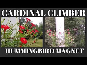 Cardinal Climber Vine - Hummingbird Magnet