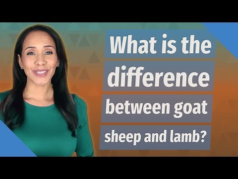 What is the difference between goat sheep and lamb?