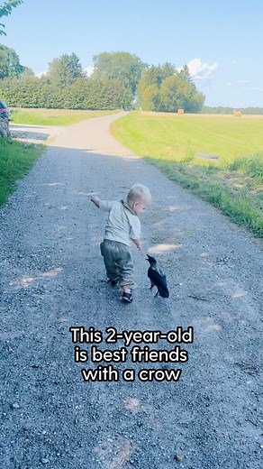 Meet Russell! The sweetest crow who waits every day for his favorite kid to get home from school. We talked to Lærke Luna about how Russell flies in her window to watch TV with her son 🖤 | The Dodo