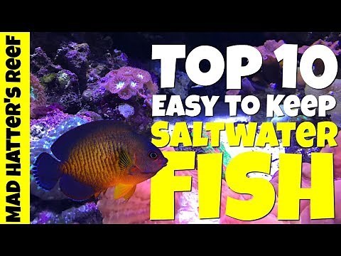 Top 10 Easy to Keep Saltwater Fish