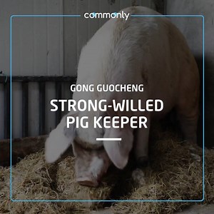 24K views · 139 reactions | "They say that I'm a celebrity now. I say I'm not a celebrity, I'm just a pig keeper." Strong-Willed pig was rescued from the rubble 36 days after the deadly 2008 Wenchuan earthquake. Gong Guocheng has been looking after her since 2015. This is the second in our series of longer videos. Follow Commonly to get notifications of new episodes. | Commonly | Facebook