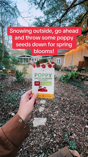 The snow loving flower, poppies, watch them explode with gorgeous growth in the spring! Get them down in the snow! #flowertok #cutflowergarden #gardentok #gardenwithme #fyp