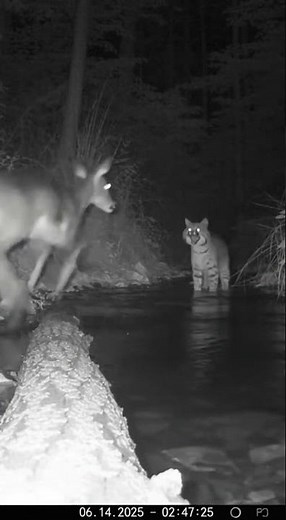 Bobcat vs Deer: Midnight Standoff Caught on Camera