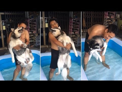 Husky Doesn't Like The Bath