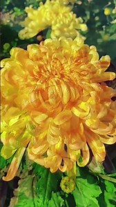 Daisy #161 #shortsvideo #nature