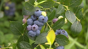 4.2K views · 26 reactions | Kiwi scientists are excited to use ‘DNA editing’ to make our fruit even more delicious. | Seven Sharp | Facebook