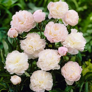 Shirley Temple Peony, Paeonia lactiflora | American Meadows