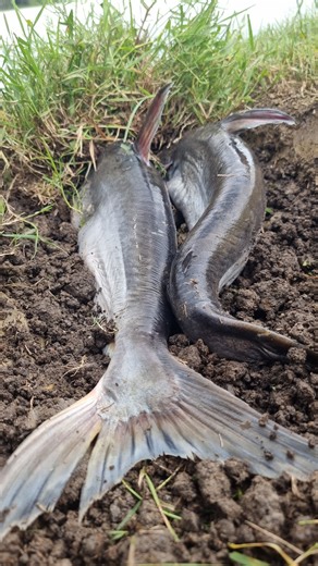 Amazing big stuck pangasius fish catching underground #fish #fishing #video #reels | Only Fishing