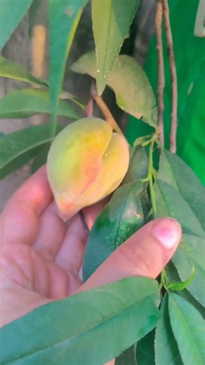 peach plant🍑 #fruit #terrecegardening #peace #love ☘️