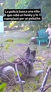 2.3K views · 21K reactions | 來藍藍 #dogs #husky #huskylove #huskies #huskiepuppy #huskielove #huskie #malamute #malamutes #malamut #alaska #alaskanmalamute #alaskanmalamutecolombia #perro #perros #dog #doglovers #perrito #simplementehusky #malamute #alaskanmalamute | Club Siberian Husky & Alaskan Malamute Medellín | Facebook