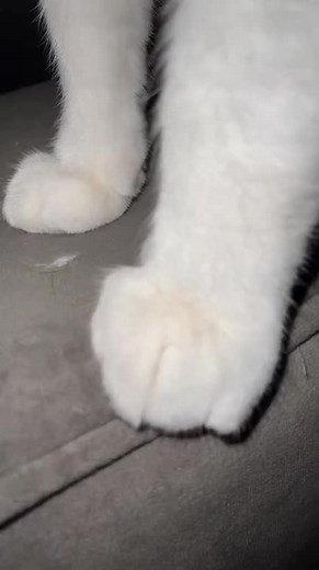 ARIETTA ADAMS on TikTok