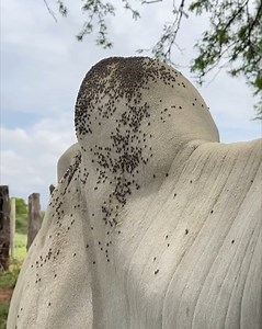 1.6M views · 10K reactions | Aventura na roça muito boa | Demasiadas | Facebook