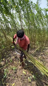 105K views · 245 reactions | Most Amazing Jute Farming Process in India | Food and Street | Facebook