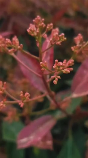 Photinia Red robin available in different sizes. Contact us for info and prices and make your orders! #nursery #spring #flowers #viral #gardencenter