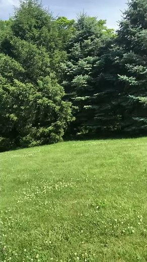 American Badger sounds