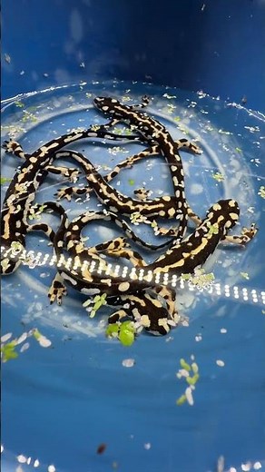 Let's build a shallow stream tank for our group of adult Kaiser newts (Neurergus kaiseri)!