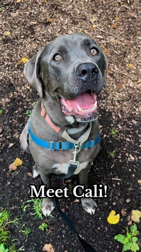 30K views · 588 reactions | Adopt sweet Cali 勺 #canecorso #adoptdontshop #adoptabledog #shelterdog #annapolis #maryland #fyp #dogsofinstagram #dogs | SPCA of Anne Arundel County | Facebook