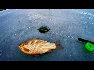 🎣🎣TOP TACKLE FOR WINTER CARP.🐟🐟❄️Fishing within the city limits