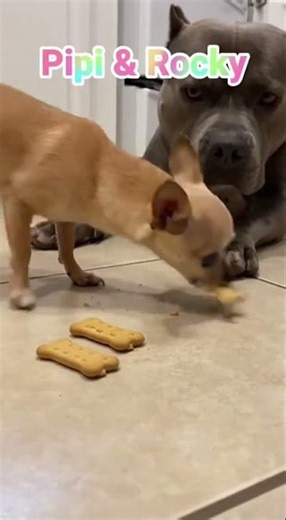 Pipi & Rocky Dog Adventure 🐶 Funny Cartoon for Kids