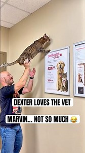 Two Savannah Cats Go to the Vet… Their Reactions Couldn’t Be More Different 😂