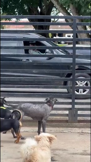 Mi PANDORA cuando me voy 😥como ellas se encariñan cuando uno les da amor y cariño 🥰♥️👼🏻mi niña ♥️ | Angeles con Colita