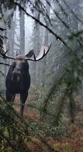 Running into a MOOSE in the fog was NOT on my to-do list. ⚠️ You hear that snort in the trees… are you backing up or standing frozen? 👇 #Moose #Rockies #CloseCall #WildlifePOV #Forest #ScaryMoments #Shorts | Wild Animal Encounters