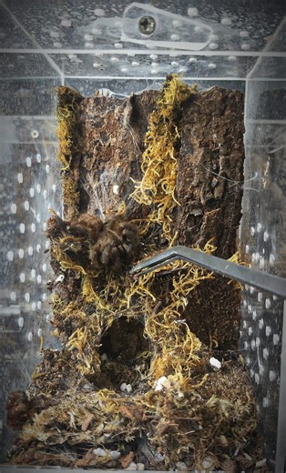 Sky Hunters Clash – Avicularia purpurea, Haribon Tarantula & Psalmopoeus irminia Takedown!" #AviculariaPurpurea #HaribonTarantula #PsalmopoeusIrminia #TarantulaTakedown #ExoticHunters #ArachnidUpdate #HunterChronicles #TarantulaFeeding #SpiderShowdown #ArachnidAddicts #fbreelsfypシ゚ #followme | ExoHunter