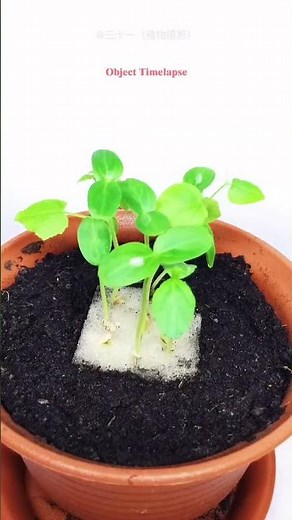 Growing African Horned Cucumber Plant Time lapse