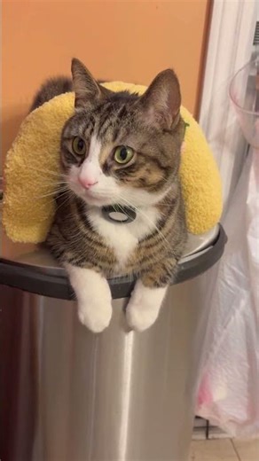 This cat loves new toys at home tonight ! #blog #cat #cattoys #catplay #catblogger #mycat #catshorts