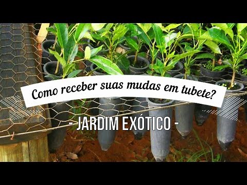 Como plantar muda em tubete? Primeiro trato após o envio!