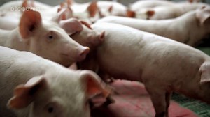 8.9K views · 37 reactions | [Découverte] Et si nous parvenions à décrypter les grognements des cochons? | Radio-Canada Science | Facebook