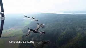 Rare Birds Guided By Microlight In A Novel Assisted Migration Project