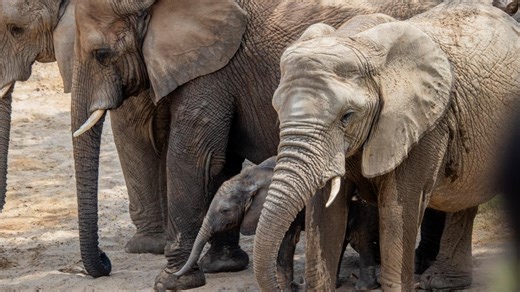 BIG announcement: An African elephant at the Dallas Zoo is expecting a calf!