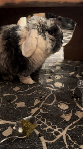 My boy Heiseneberg had a big dental procedure last month and is MOSTLY recovered, but some days he doesnt do as well so its time for some Critical Care! #rabbitsoftiktok #rabbits #lopbunny