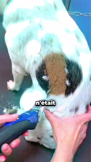 What was this dog hiding?