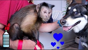 102K views · 9.7K reactions | Capuchin MonkeyBoo meets a Wolf Hybrid Dog! MonkeyBoo makes quick friends with his new wolf dog buddy, they even share a tasty drink of water! Of course MonkeyBoo is more interested in meeting mommy! MonkeyBoo LOVES girls! Would like to have MonkeyBoo on your lap? #MonkeyBooCrew | MonkeyBoo | Facebook