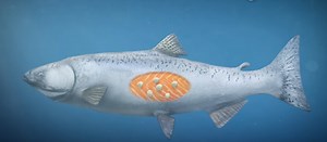 This animal can survive without oxygen, scientists confirm