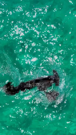 Squid for breakfast - hammerhead on the hunt! 🎥: @wildvisuals131 - Two hammerhead sharks spotted today - the larger one darted through the water, circling and scanning for a meal. Moments later, a squid appeared, and the hunt began. Nature's raw rhythm in motion. | Diving Specials