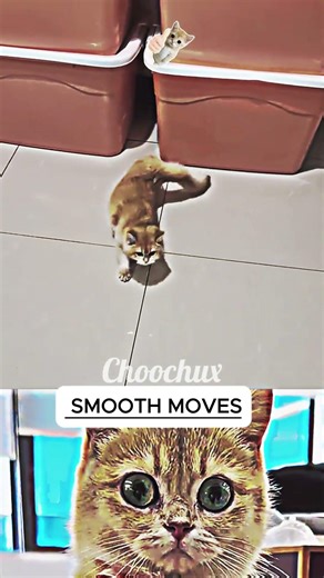CAT SMOOTH MOVES