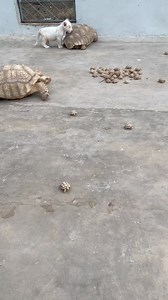 African sulcata tortoise babies | Aleem Paracha