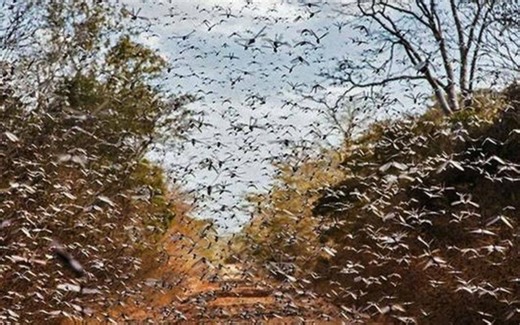 真实蝗虫灾害纪录片，简直是灾难片，太可怕了，密集恐惧症勿进
