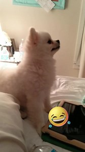 267K views · 5.9K reactions | And the award for funniest sneeze goes to… 藍 | The Pet Collective | Facebook