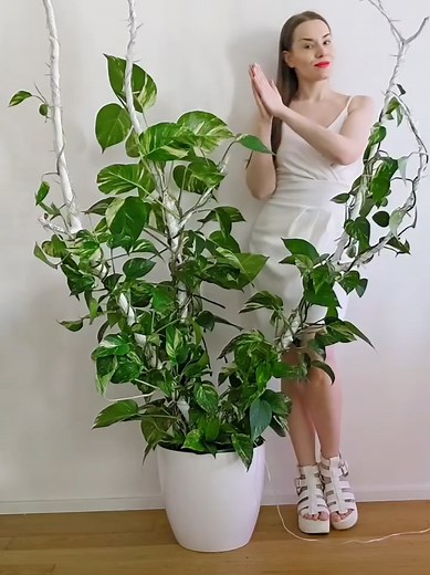 Unique Handmade Plant Support from Wood