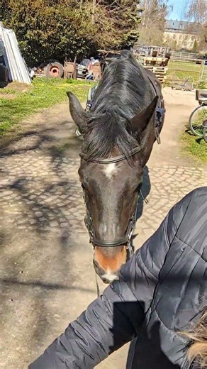 Fellwechsel Zeit😂🙈haaren eure Pferde auch so sehr? #horse #equestrian #pferd #vlog #fail #fyp