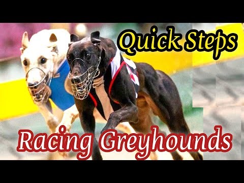 **"Racing Legends: Salukis Competing for Glory!"**